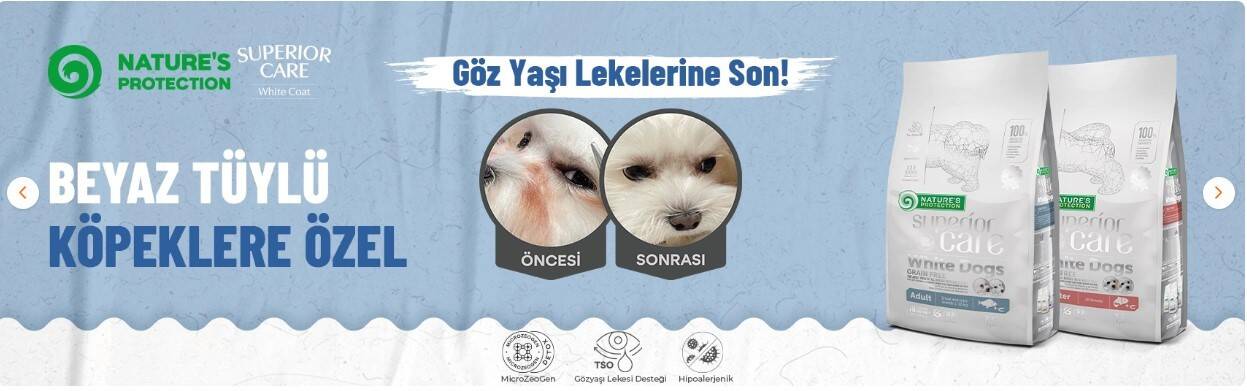 beyaz kedi 