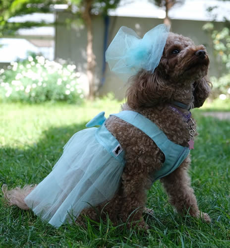 Doredog Tül Elbise Mint XXS