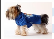 Maxdesing Lacoste Tshirt XXL Mavi