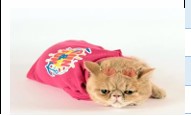 Maxdesing Lacoste Tshirt M Pembe
