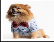 Maxdesing Köpek Desenli Papyonlu Gömlek L