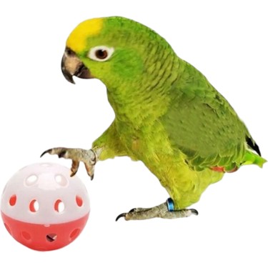 Original Image