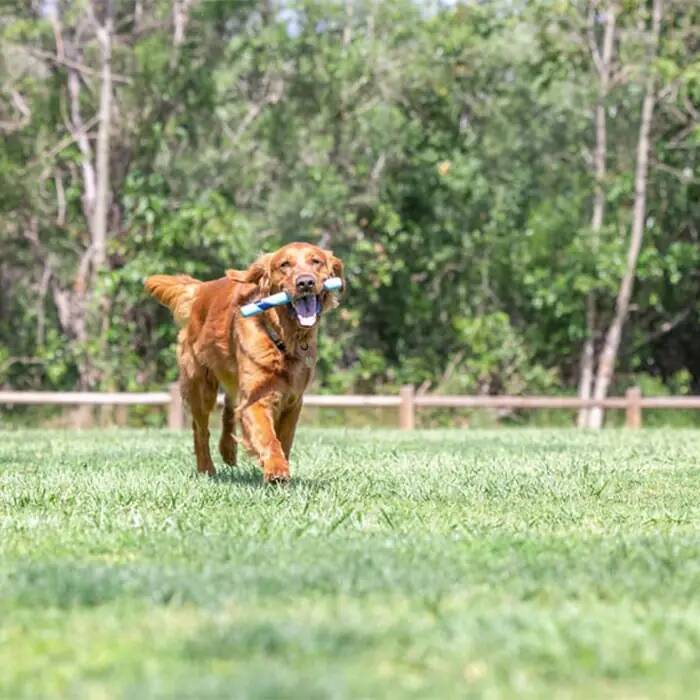 CHUCKİT_ SNİFF FETCH KOKULU KÖPEK OYUNCAĞI (JAMBON AROMALI)
