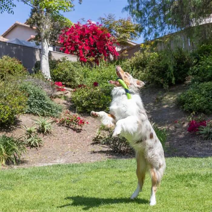 CHUCKİT_ SNİFF FETCH KOKULU KÖPEK OYUNCAĞI (FISTIK EZMESİ AROMALI)
