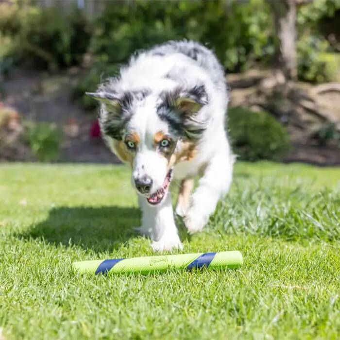 CHUCKİT_ SNİFF FETCH KOKULU KÖPEK OYUNCAĞI (FISTIK EZMESİ AROMALI)