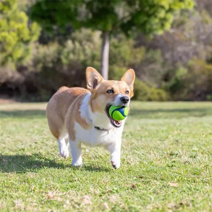 CHUCKİT_ SNİFF FETCH KOKULU 4_LÜ KÖPEK OYUN TOPU SETİ