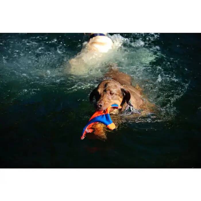 Chuckit Sincap Frizbi Köpek Oyuncağı Büyük Boy