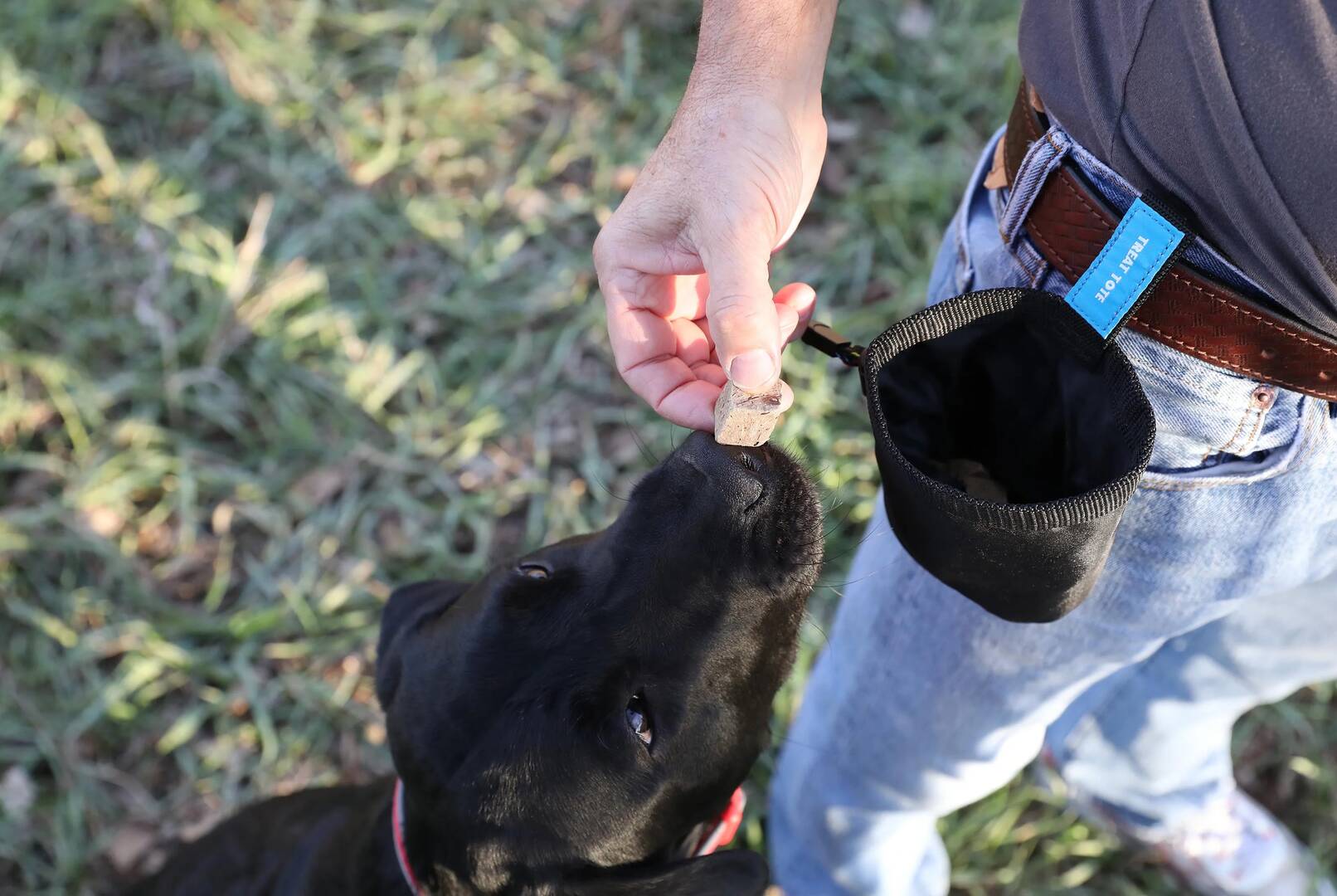 Chuckit Köpek Ödül Taşıma Çantası