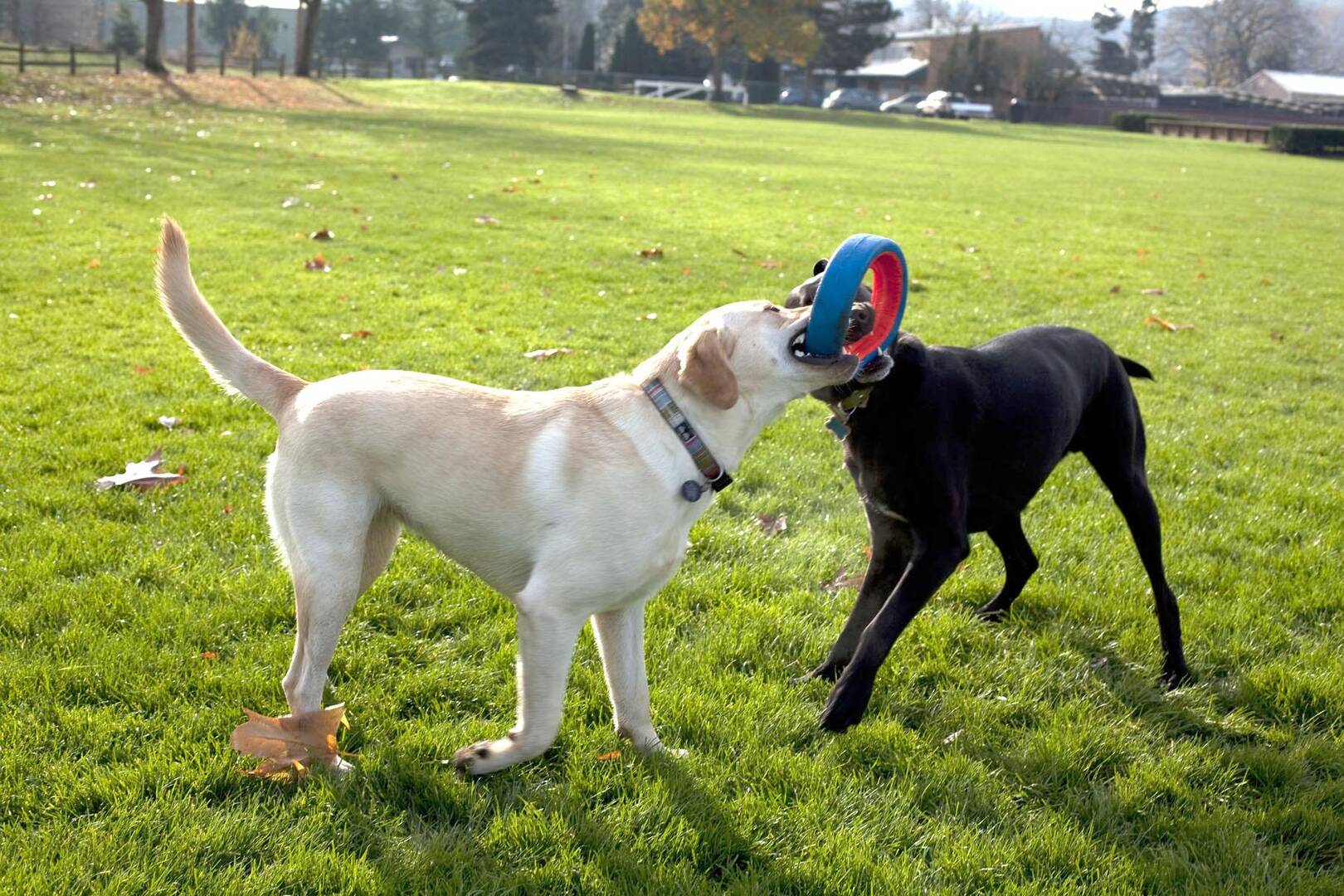 CHUCKİT_ FETCH WHEEL OYUN HALKASI (BÜYÜK BOY)