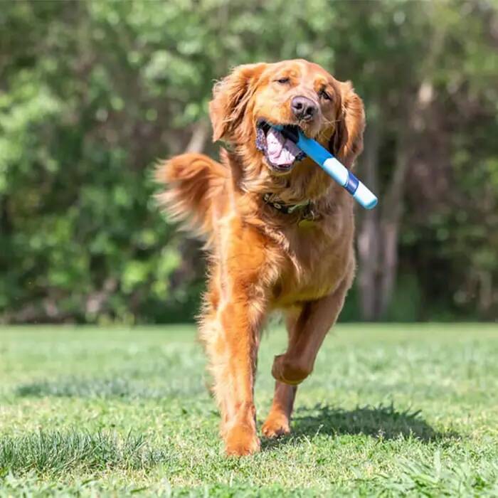 CHUCKİT_ SNİFF FETCH KOKULU KÖPEK OYUNCAĞI (JAMBON AROMALI)